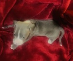 Small #3 American Pit Bull Terrier