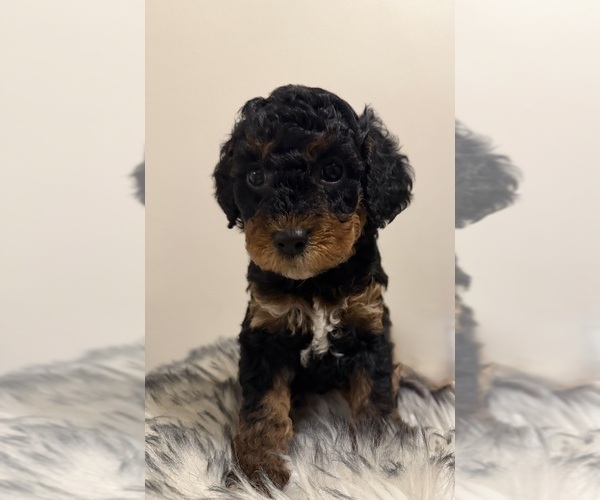 Medium Photo #1 Poodle (Miniature) Puppy For Sale in WALDORF, MD, USA
