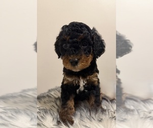 Poodle (Miniature) Puppy for sale in WALDORF, MD, USA