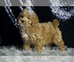 Small #3 Maltipoo (Miniature)