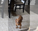 Small #1 Dachshund