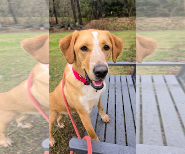 Medium Photo #2 Labrador Retriever-Unknown Mix Puppy For Sale in Rockaway, NJ, USA