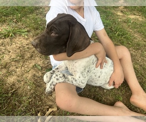 Medium German Shorthaired Pointer