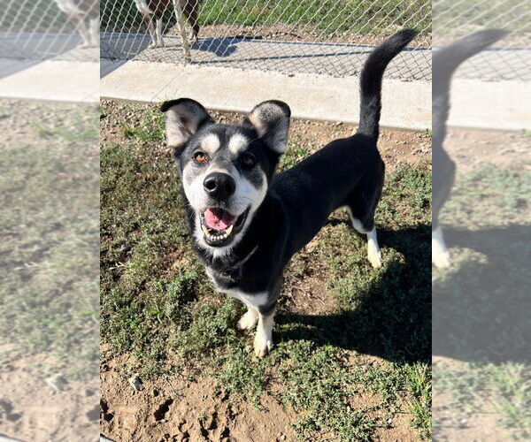 Medium Photo #4 Huskies -Unknown Mix Puppy For Sale in Pierceton , IN, USA