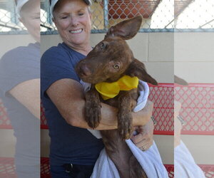 Mutt Dogs for adoption in McKinney, TX, USA