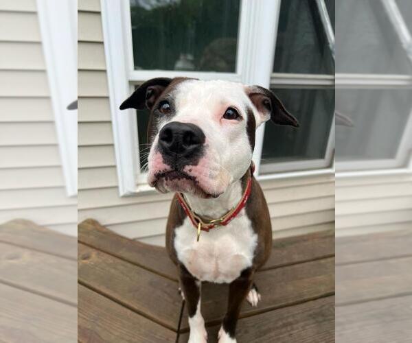Medium Photo #14 Boxer-Unknown Mix Puppy For Sale in Brewster, NY, USA