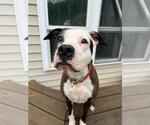 Small #13 Boxer Mix