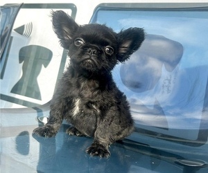 French Bulldog Puppy for sale in NEWPORT BEACH, CA, USA