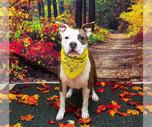 Medium Photo #2 Bull Terrier-Mastiff Mix Puppy For Sale in Sanford, FL, USA