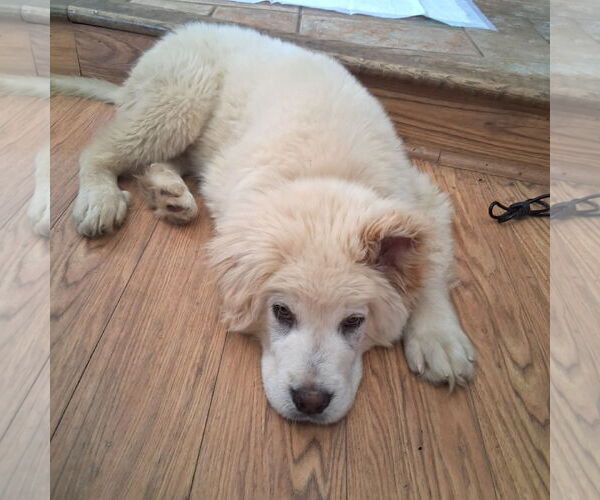 Medium Photo #2 Labrenees Puppy For Sale in Wheaton, IL, USA