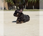 Small #6 French Bulldog