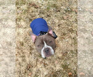 French Bulldog-Unknown Mix Dogs for adoption in Brights Grove, Ontario, Canada