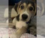 Small #1 Great Pyrenees Mix