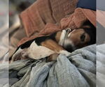 Small #7 Beagle