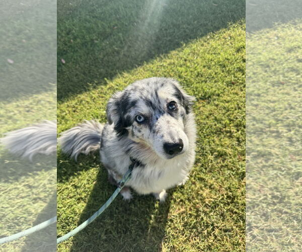 Medium Photo #1 Australian Shepherd Puppy For Sale in Chandler, AZ, USA