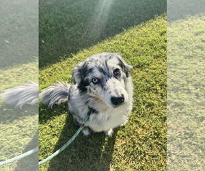 Australian Shepherd Dogs for adoption in Chandler, AZ, USA