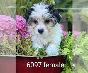 Morkie Puppy for Sale in CLARE, Illinois USA