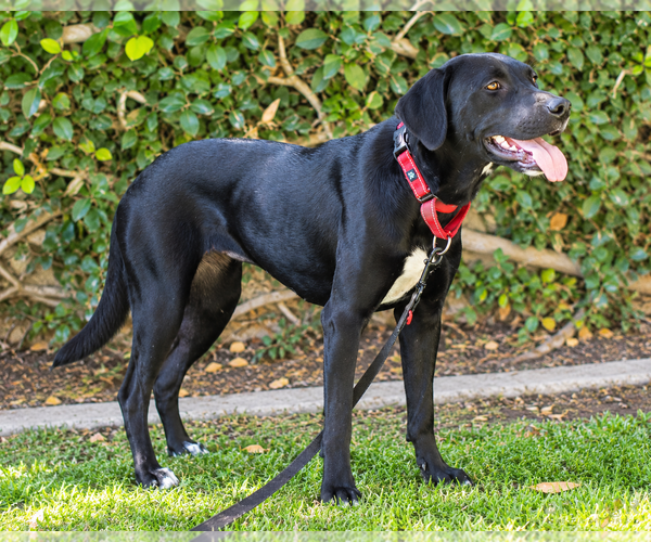 Medium Photo #2 Labrador Retriever-Unknown Mix Puppy For Sale in Clovis, CA, USA