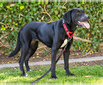Small #1 Labrador Retriever Mix