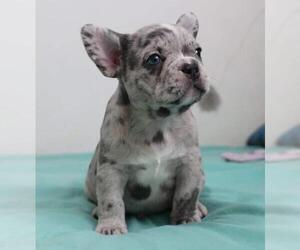 French Bulldog Puppy for sale in MIAMI, FL, USA