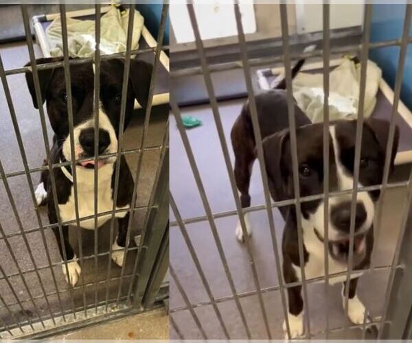 Medium Photo #4 Boxador Puppy For Sale in Chandler, AZ, USA