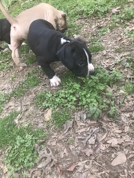 Medium Photo #31 American Pit Bull Terrier Puppy For Sale in GRIFFIN, GA, USA