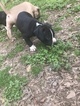 Small #30 American Pit Bull Terrier