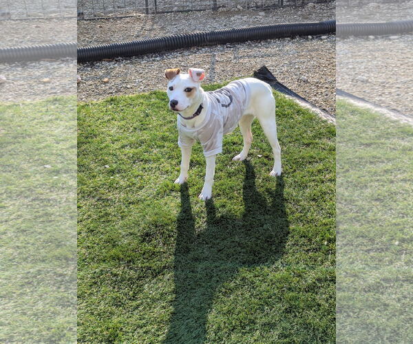 Medium Photo #12 Parson Russell Terrier-Unknown Mix Puppy For Sale in Calhoun, GA, USA