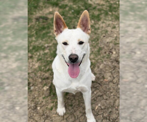 Medium Photo #2 Mutt Puppy For Sale in Canton, CT, USA