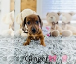 Small Photo #5 Dachshund Puppy For Sale in COOKEVILLE, TN, USA