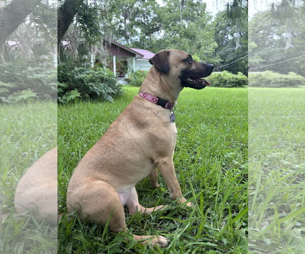 Medium Photo #3 Mutt Puppy For Sale in  Gainesville, FL, USA