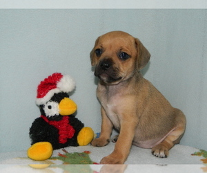 Puggle Puppy for sale in WARSAW, NY, USA