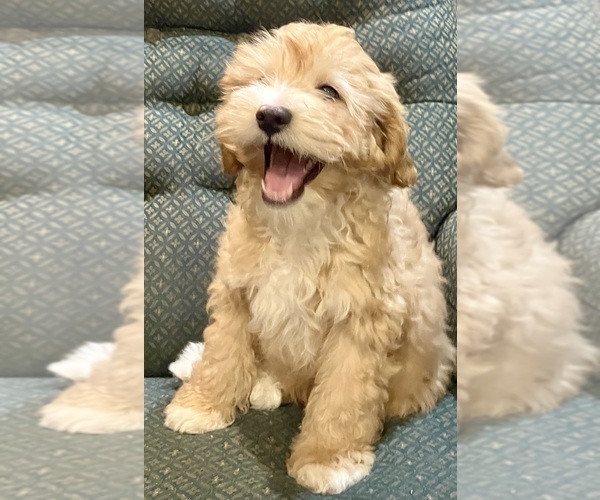 Medium Photo #2 Cavapoo Puppy For Sale in HILLSBORO, WI, USA