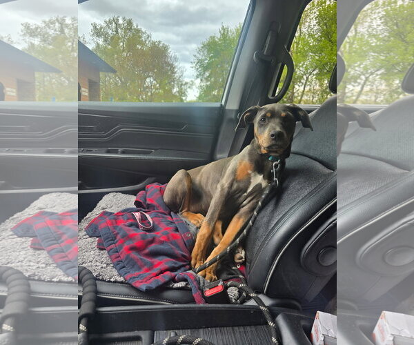 Medium Photo #3 Doberman Pinscher-Unknown Mix Puppy For Sale in Minneaoplis, MN, USA
