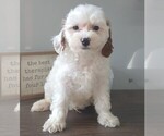 Small #5 Cavapoo (Miniature)