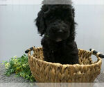 Puppy Jack Goldendoodle