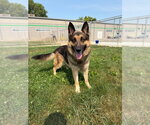 Small #3 German Shepherd Dog