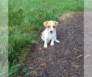 Collie-Jack Russell Terrier Mix Puppy for sale in SHIPPENSBURG, PA, USA