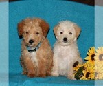 Small Photo #2 Miniature Labradoodle Puppy For Sale in CHRISTIANA, PA, USA