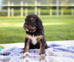 Puppy Rain Bernedoodle