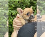Small Photo #13 French Bulldog Puppy For Sale in JACKSONVILLE, FL, USA