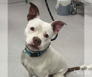 American Pit Bull Terrier-Bulldog Mix Dogs for adoption in Washington, DC, USA