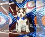 Small Photo #8 Siberian Husky Puppy For Sale in QUARRYVILLE, PA, USA
