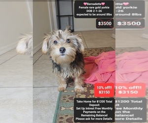 Yorkshire Terrier Puppy for sale in TUCSON, AZ, USA