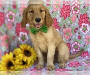 Golden Retriever Puppy for sale in LANCASTER, PA, USA