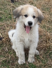 Great Pyrenees Puppy for sale in LYNCHBURG, TN, USA
