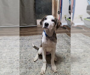 Boxer-Great Pyrenees Mix Dogs for adoption in Aurora, IN, USA