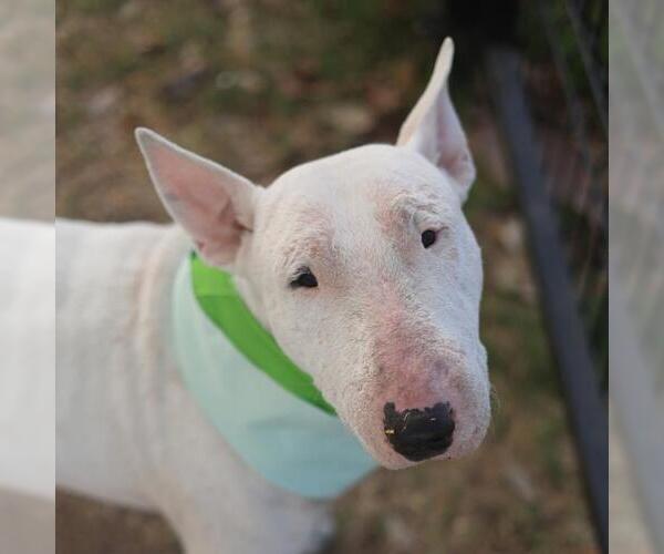 Medium Photo #1 Bull Terrier Puppy For Sale in San Antonio, TX, USA