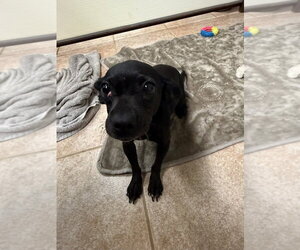 Dachshund-Unknown Mix Dogs for adoption in Osgood, IN, USA