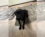 The Doxies : Daisy - Female Dachshund-Unknown Mix Dog for Adoption - Small photo